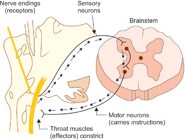 Neurophysiology of gagging